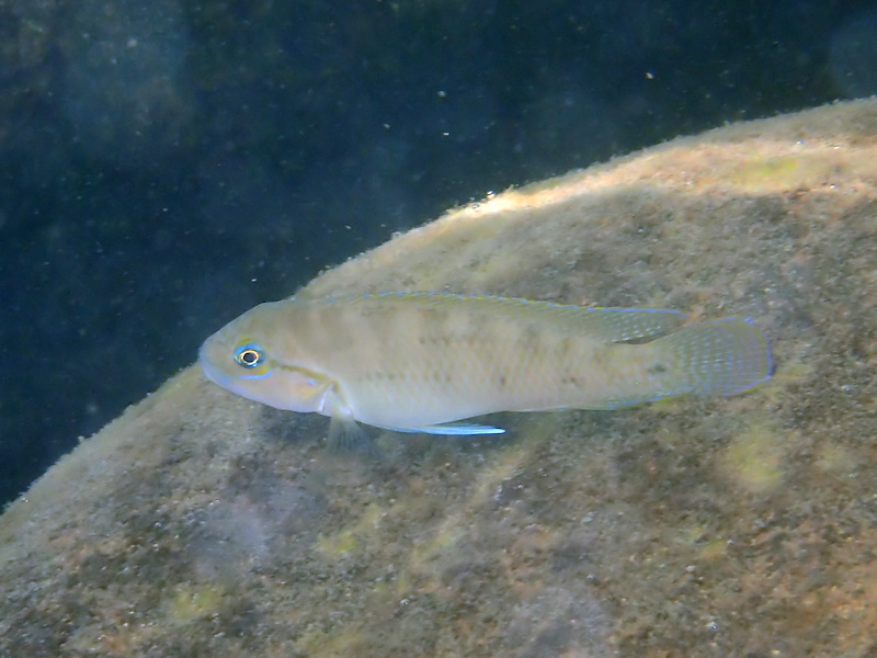 Temporalis cichlid (Telmatochromis temporalis) — Cichlidae