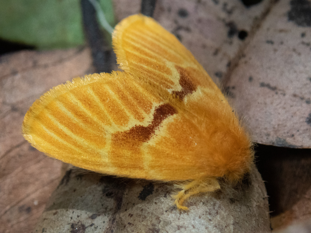 Euproctis hymnolis