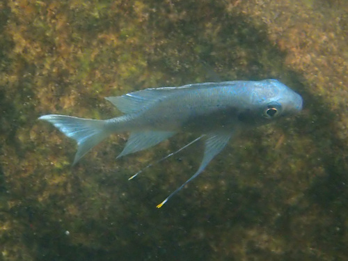 Featherfin cichlid (Ophthalmotilapia ventralis) — Cichlidae — 3