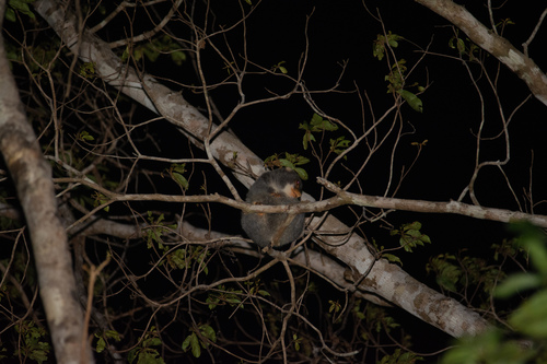Spilocuscus nudicaudatus