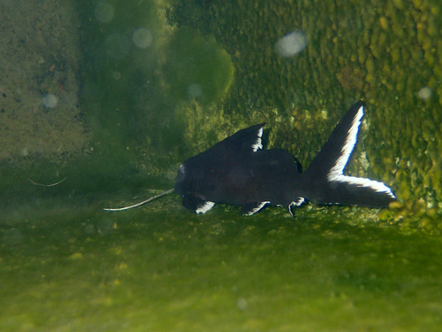 Granulose squeaker (Synodontis granulosus) — Mochokidae