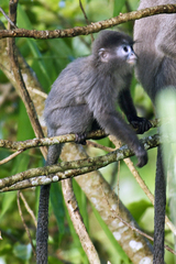 Trachypithecus phayrei