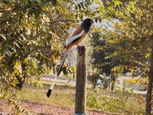 Rufous Treepie
