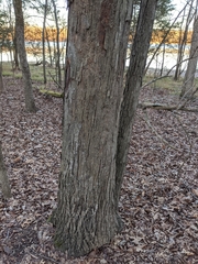 Carya carolinae-septentrionalis