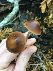 Psathyrella gracilis
