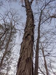 Carya carolinae-septentrionalis