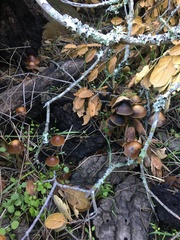 Psathyrella gracilis