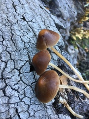 Psathyrella gracilis