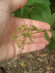 Trachelium caeruleum