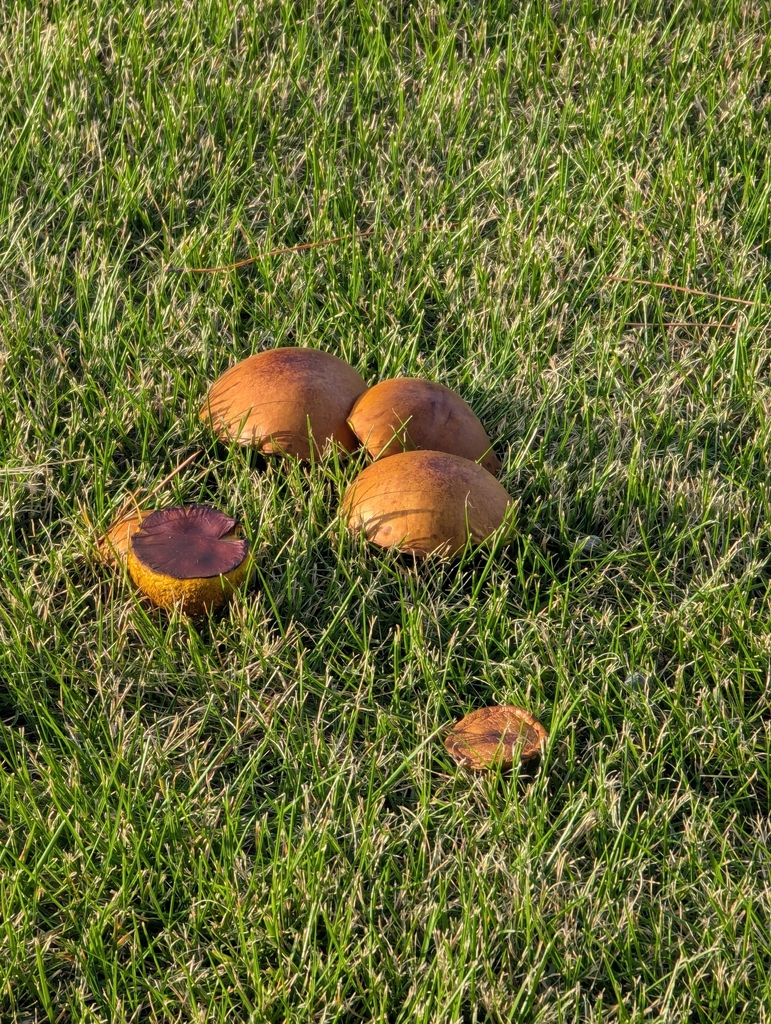 Suillus granulatus · November 2025 · photo: © funnieanimals (iNaturalist, cc0)