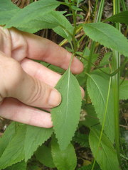 Trachelium caeruleum