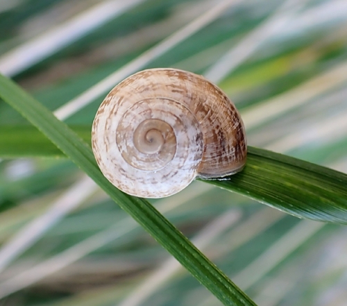 Otala lactea