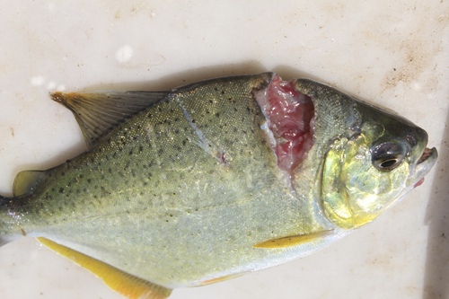 Lobetooth piranha (Pygopristis denticulata) — Serrasalmidae — 5