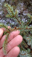 Arceuthobium pusillum