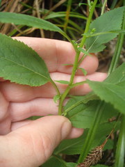 Trachelium caeruleum