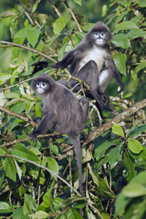Trachypithecus phayrei