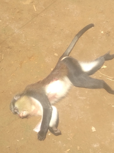 Mona Monkey