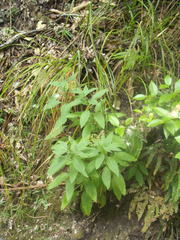 Trachelium caeruleum