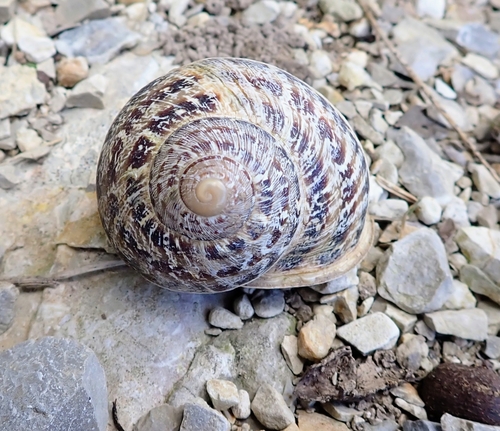 Cornu aspersum