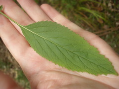 Trachelium caeruleum