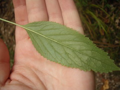 Trachelium caeruleum