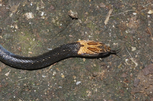 Sapper's Rustyhead Snake