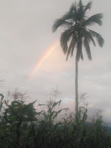 coconut palm