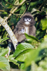 Trachypithecus phayrei
