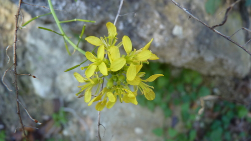 Erucastrum nasturtiifolium (Erucastrum nasturtiifolium)