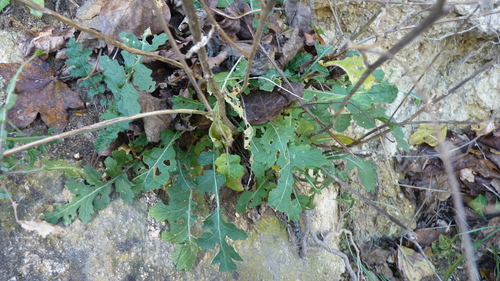 Erucastrum nasturtiifolium, photograph 1