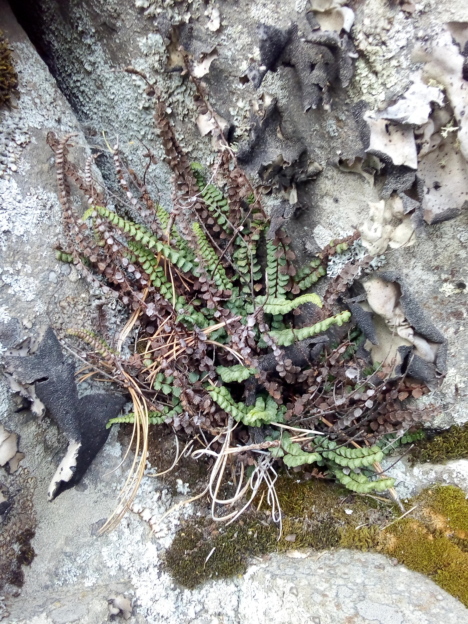 Asplenium castaneum Schltdl. & Cham. 3