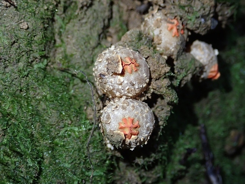 Calostoma japonicum