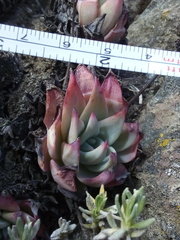 Echeveria subalpina