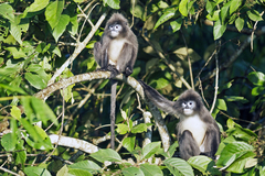 Trachypithecus phayrei