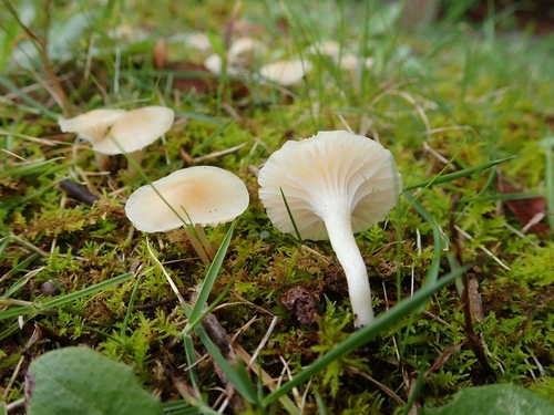 Cuphophyllus virgineus