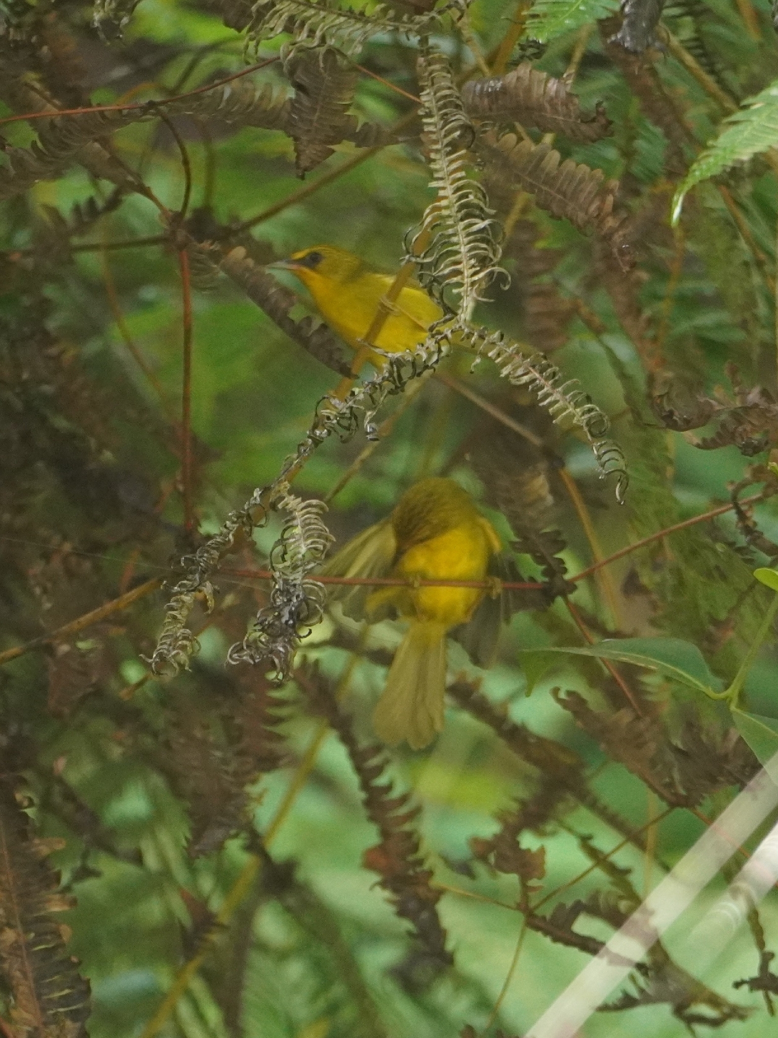Golden Babbler (Cyanoderma chrysaeum)