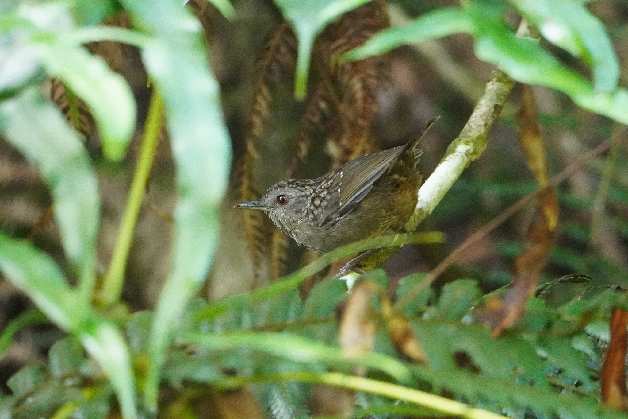 Streaked Wren-Babbler