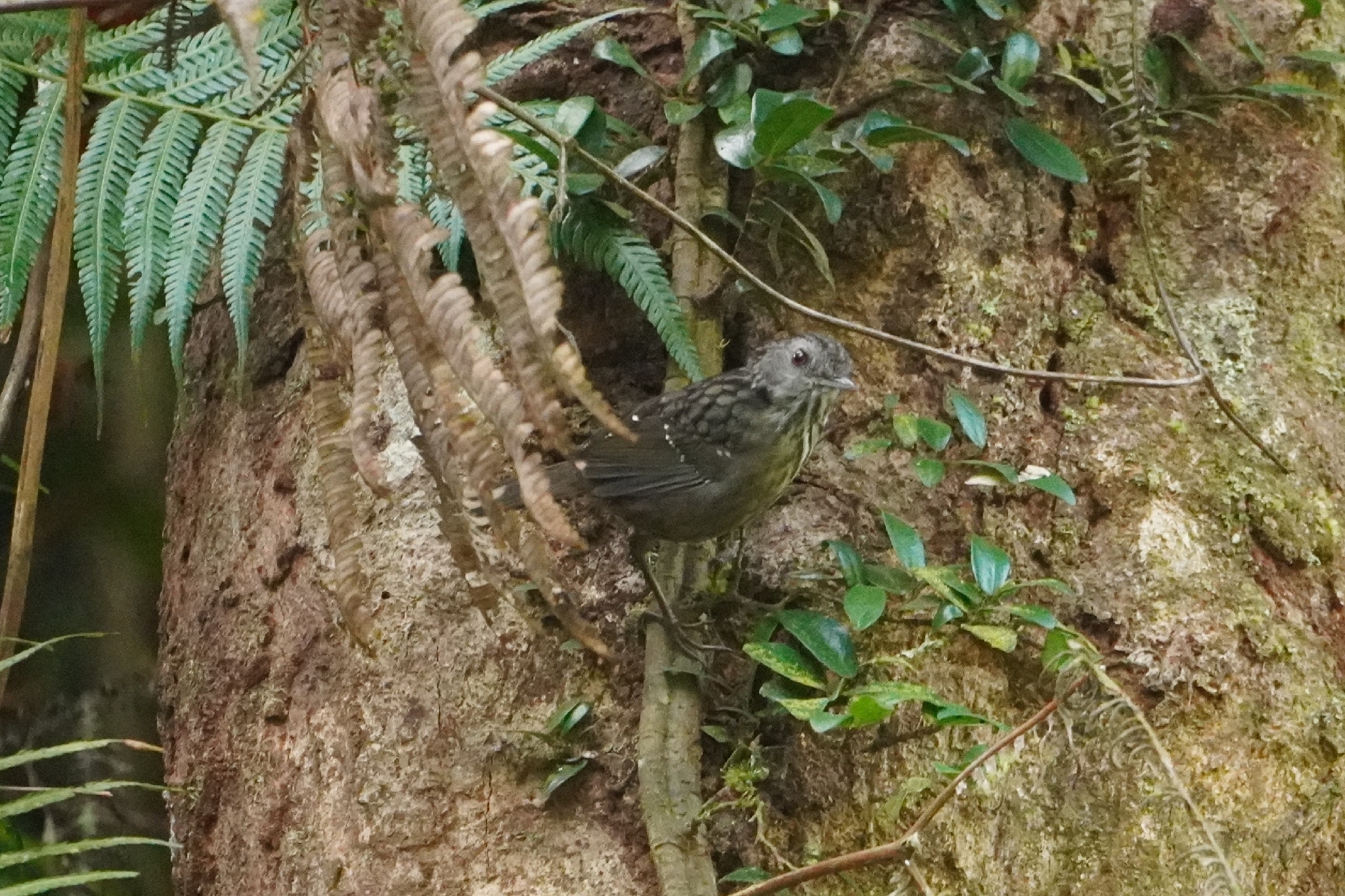 Streaked Wren-Babbler