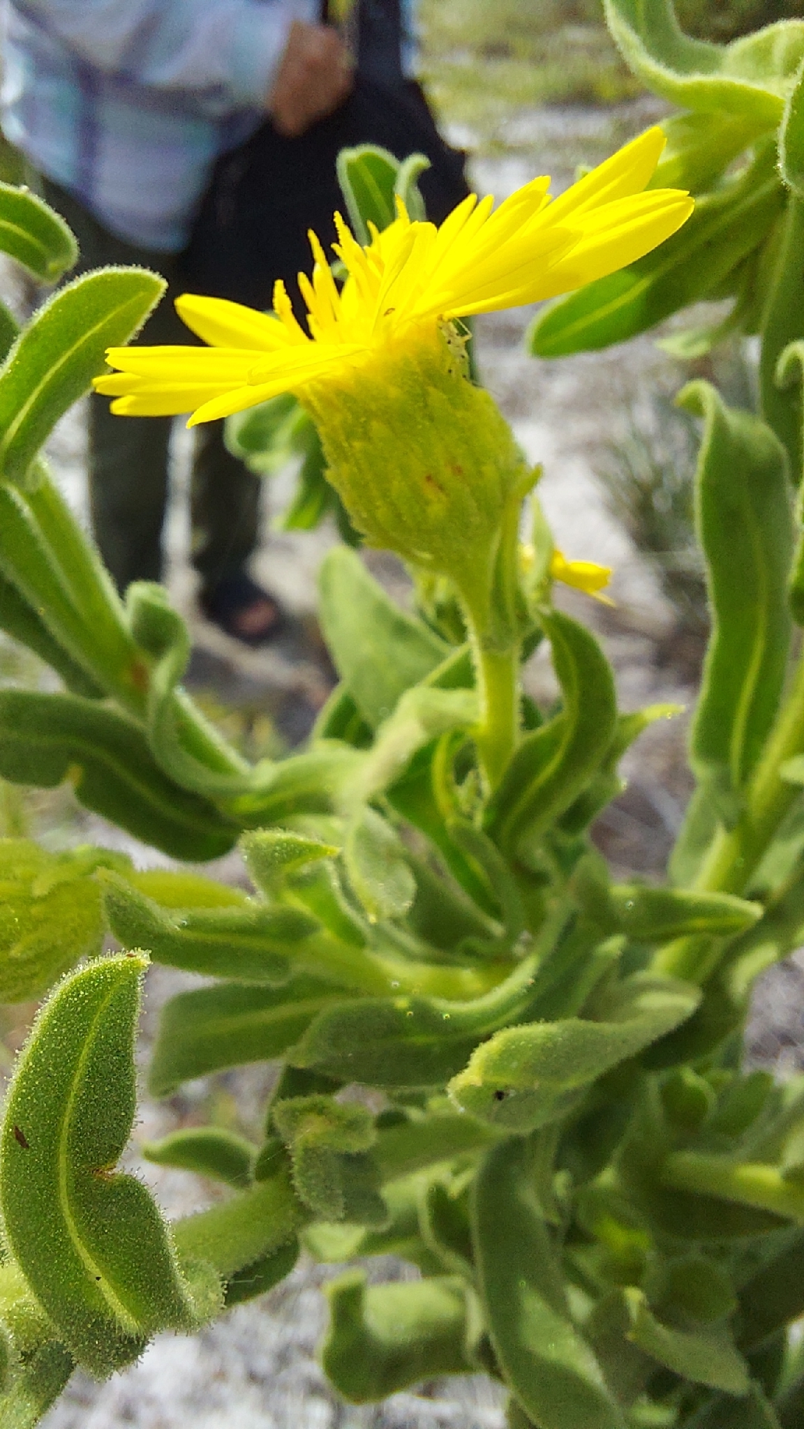 Delaney's Goldenaster (Chrysopsis delaneyi)