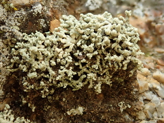Lecanora phryganitis