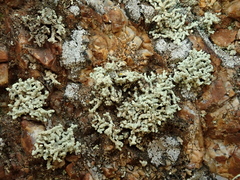 Lecanora phryganitis
