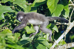 Trachypithecus phayrei
