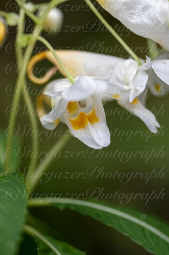 Impatiens tubulosa
