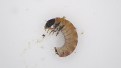 Glossosoma nigrior