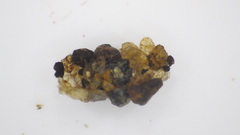 Glossosoma nigrior