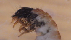 Glossosoma nigrior