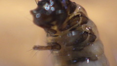 Glossosoma nigrior