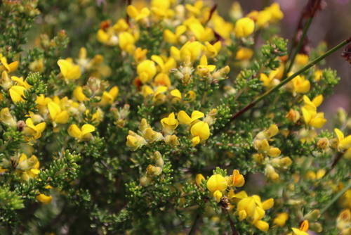 Fleshy Capegorse (Aspalathus carnosa)