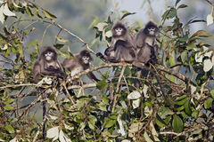 Trachypithecus phayrei