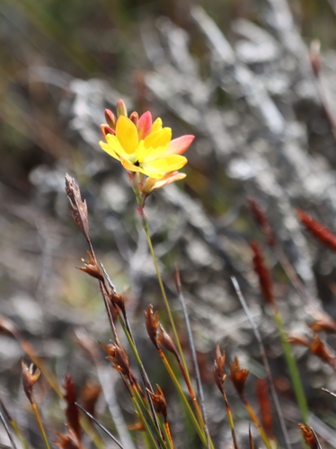 Ixia dubia, photograph 6